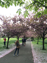 Load image into Gallery viewer, Cherry Blossom Trail at Greenwich Park
